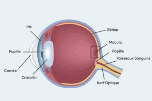 Schéma des parties de l'œil impliquées dans les pathologies oculaires. 